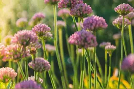 中国最被低估的菜，它排第二，没谁敢排第一图片