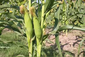 干旱天气下，玉米除草要想效果好，一定要掌握这六个小窍门图片