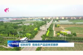 乡村振兴｜济宁：初秋时节 各地农产品迎来采摘季图片