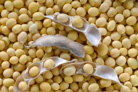 （12.30）今日大豆价格行情图片