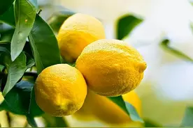 柠檬盆栽一年能收获好几茬果实，第一茬采摘之后，几点养护要跟上图片