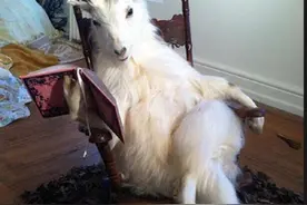 在中国代表吉祥的山羊，在西方就成淫乱恶魔？还会勾引男人犯错？图片