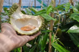 榴莲从小种子养起，乐趣特别多！图片