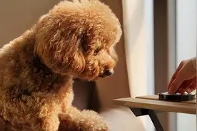 从辉煌到没落：泰迪为何经常被弃养？图片