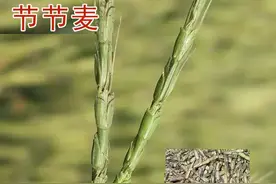 小麦田节节麦、雀麦、野燕麦咋分辨？用啥除草剂？附4点防治技巧图片