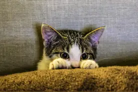 把小猫咪眼睛捂住！关于猫咪繁殖时的7条冷知识，你都知道吗？图片