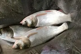 曾是香饽饽的白鲢，为何现在被嫌弃很少人吃了？白鲢鱼不好吃吗？图片