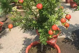 家里养5种果树，不仅好养好吃，果子漂亮，而且寓意好很喜庆图片