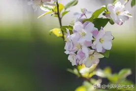 硬度不够可自然恢复吗？精伤过度导致的痿弱即使对症也是非常的慢图片