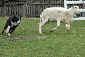 边牧走丢主人急死了，第二天它不仅自己回来了还带了一份“大礼”图片