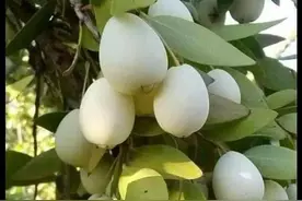 世界之大无奇不有，我们没有见过的奇异水果，美味的让人停不下来图片