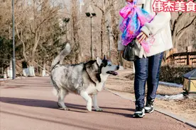 你知道你家的狗为啥喜欢跟着你吗图片