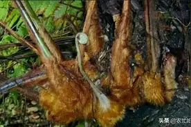 曾是农村人常备，如今入药不值钱，却遭大面积盗挖，一棵卖上千元图片