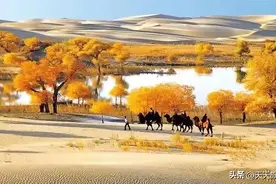 到新疆最美的八处胡杨林，寻找上帝赐予的最美的秋色图片