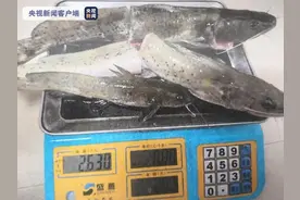 男子钓起“芝麻剑”却不认得？卖给餐馆大卸四块，结果警察找上门图片
