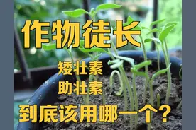 作物徒长，控旺良品：矮壮素和助壮素，那么到底该选哪一个？图片