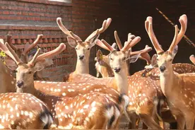 采割鹿茸时，鹿会疼吗？为什么说采割鹿茸对鹿也有好处？图片