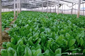 秋菠菜啥时候种植？如何种植出苗快、长势旺？老农教你4个杀手锏图片