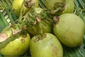 海南椰子两元一个，是真的么？笔者带你亲历海南椰子真实价格图片