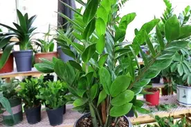 养金钱树，做好4个要点，新芽粗壮，长得枝繁叶茂图片