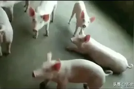 你们家的猪一天长多少斤肉，你知道吗？图片