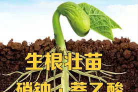 分享一个小妙方，即能生根壮苗又能保花保果，“硝钠·萘乙酸”图片