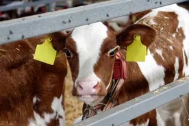 牛价丨2月13日 全国各地活牛价格来了！来看你所在地区的价格吧图片