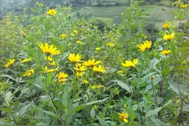 在国外成祸害，63亿清理不完，在我国却被视为摇钱树，这咋回事？图片