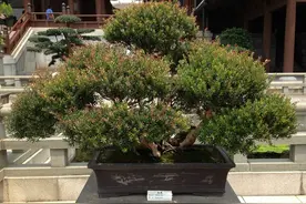 俗语“家里养黄杨，世代出栋梁”，不是迷信，是老祖先的智慧图片