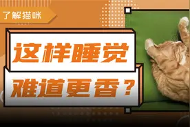 猫咪奇葩睡姿大赏，这样真的能睡着吗？图片