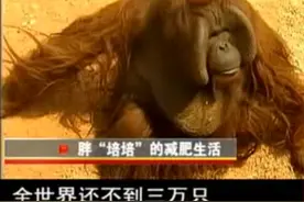 动物园大猩猩减肥困难，饲养员束手无策，“中美人计”后却暴瘦图片