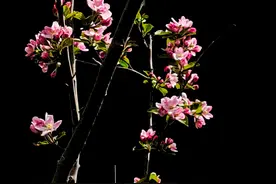 手机也能拍出黑背景（摄影作品）图片