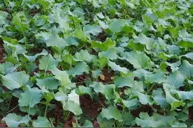 油菜种子哪家强？4个标准来衡量，油多质优好产量图片