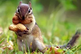 你以为松鼠的尾巴只是用来摇摆的吗？图片