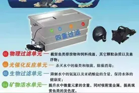 锦鲤鱼池过滤系统的重要性图片