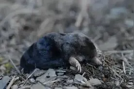 阿长害死隐鼠，小鲁迅计划要报仇，后来却因一事改变想法图片