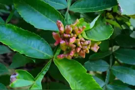 一种源自“虫瘿”的植物染料-五倍子图片