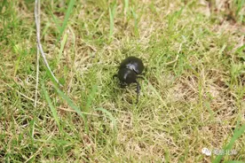 二级保护动物！北岸一热心群众捡到一只独角仙图片