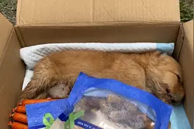 垃圾堆救回的小奶狗，治疗无效不幸去世，主人含泪埋葬让人泪崩图片