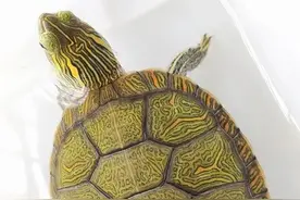 有必要再科普一下，龟对吃的真的很严格哦图片