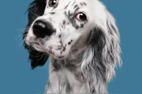 收集20张动物图片，你最喜欢哪张图片