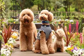 同根生的“泰迪”和“巨贵”，奈何一个无人问津，一个深得民心图片