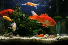 养花5种生活“废水”，却好过一些大肥水，可惜很多人根本不知道图片