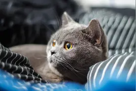 养一只“蓝猫”多好？只有养过的人才懂图片