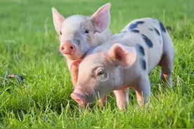 “适应者的性格”,生于不同季节的属猪人，性格各不相同图片