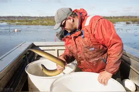我用水泥池养殖黄鳝，投入两百条鳝鱼苗，养了四个月，结果怎样？图片