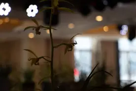 【养花知识营地】兰花品种大全，你知道几种呢？图片