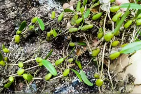 有着“止咳良草”之称，贴在树下生长，又名石橄榄，极为珍贵！图片