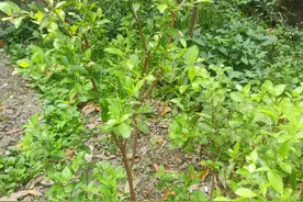 白发30年的女教师，用纯植物染发，再也不用担心因染发而致癌了图片