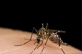 蚊子最喜欢的颜色是？图片